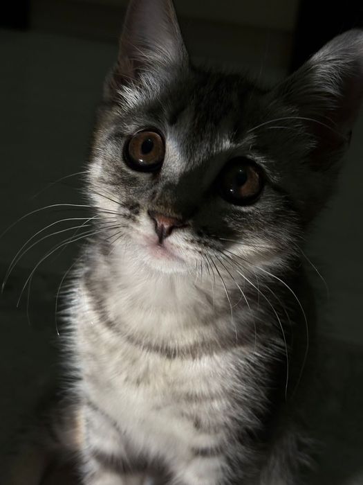 Кошка британская