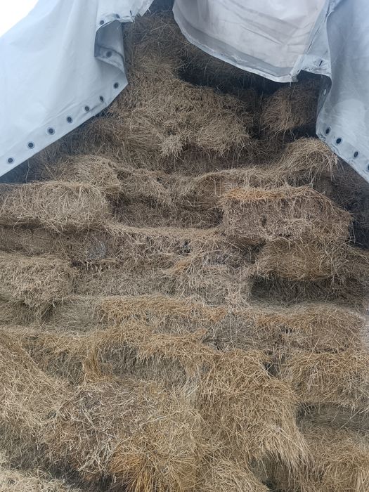 Шөп сатылады 1500 теңге