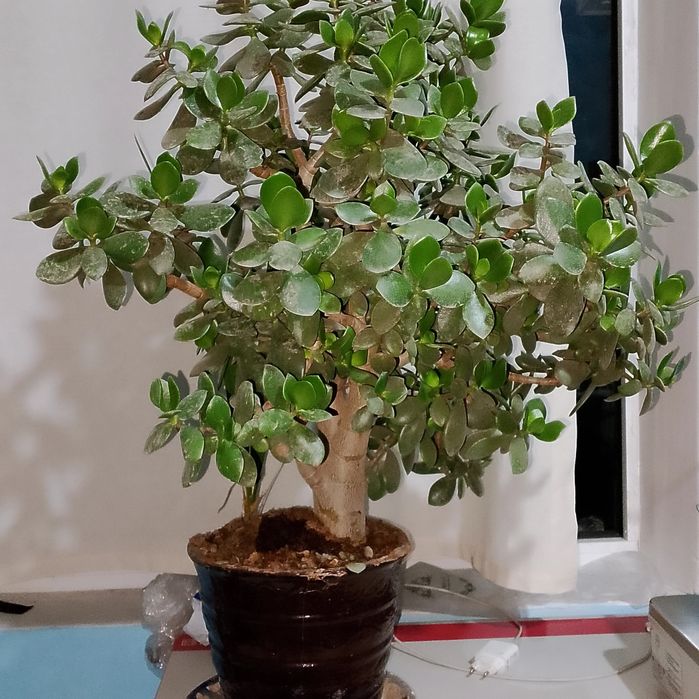 Гуллар сотилади Росса коп