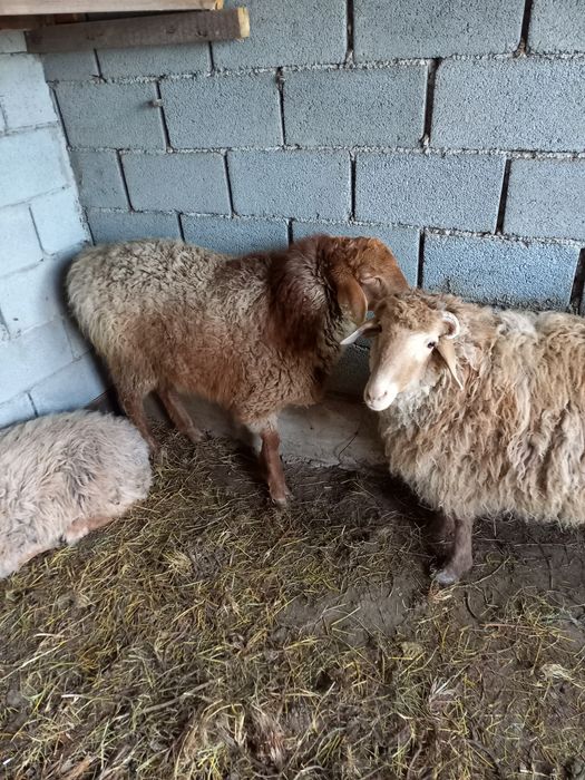 Қошқар 1 жасар, Сек 1.5 жасар