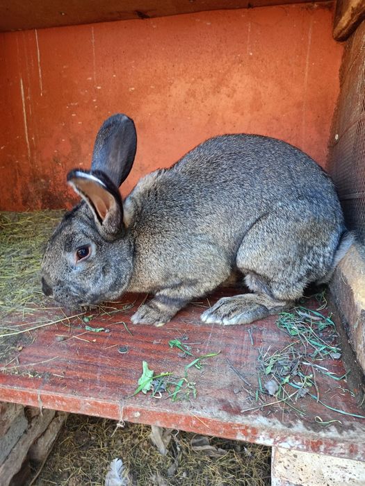 Кролики на развод самцы и самки , цена от 6000тг