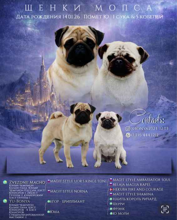 Щенки Мопса от Чемпионов !
