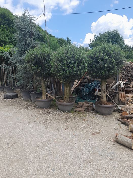 Pawlonia , mesteacăn,pin,brad,tei,leilandi,