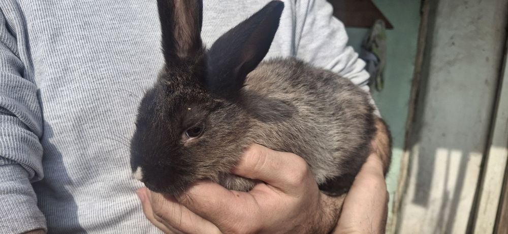 Quyon bolalari sotiladi 1+ oyli