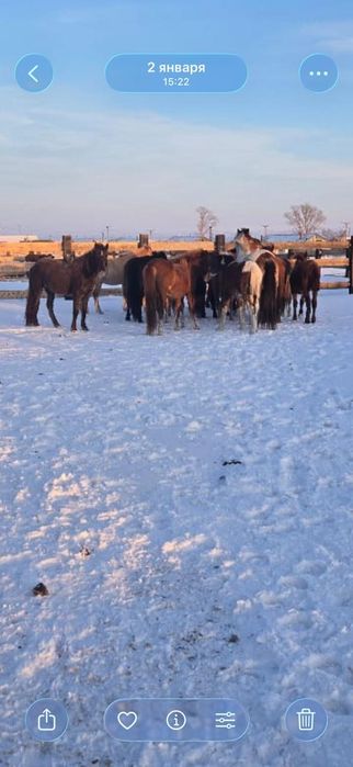 Продам лошадей (тайлар)