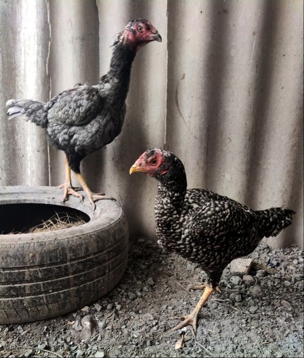 Куры бойцы дакан