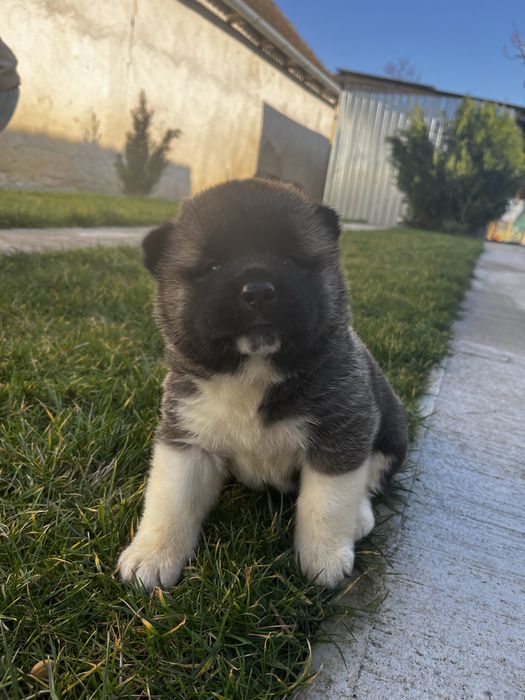Akita American