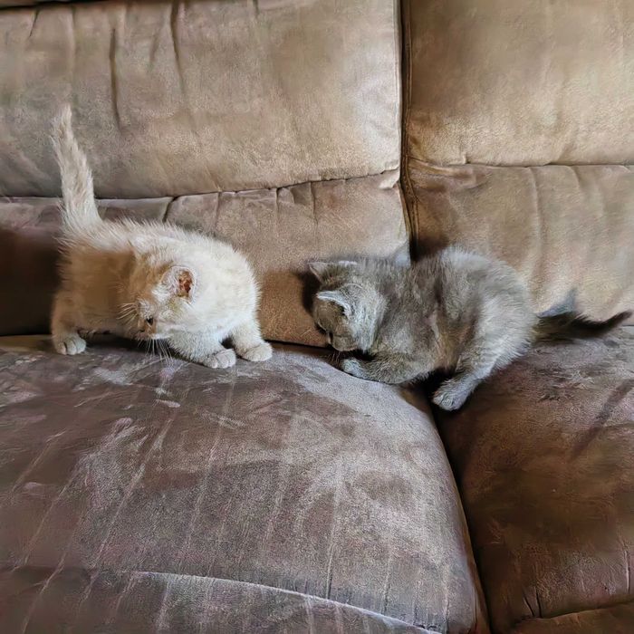 Котки късокосмести Британки
