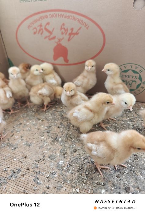 Продам цыплят ломан браунов