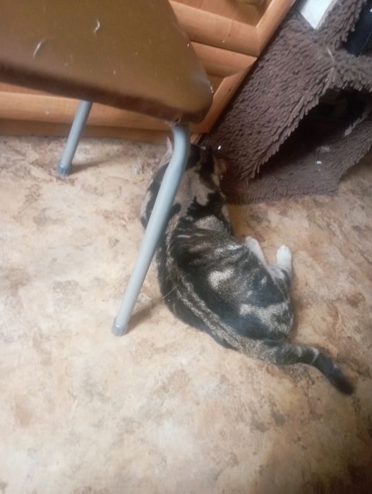 Отдам кота британца