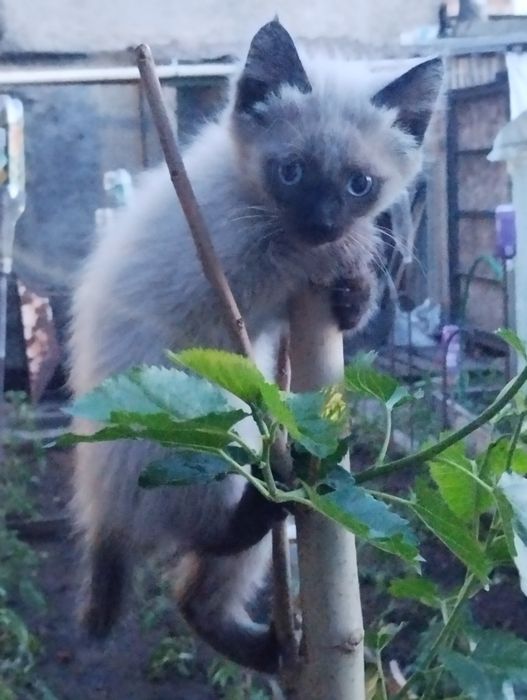 Котята 3 месяца, умные