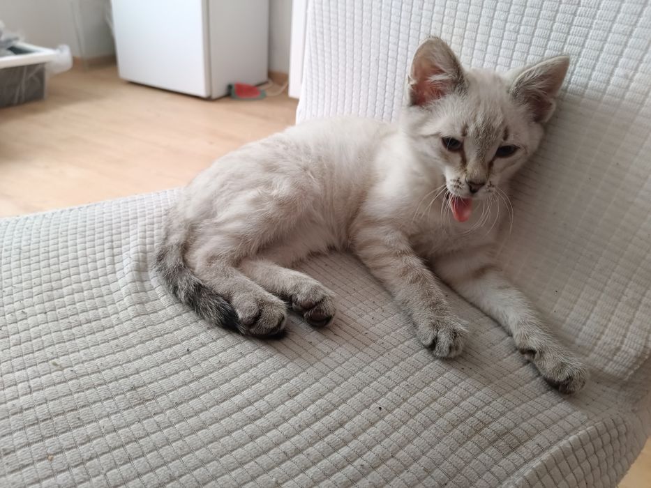 Животные домашние отдам бесплатно