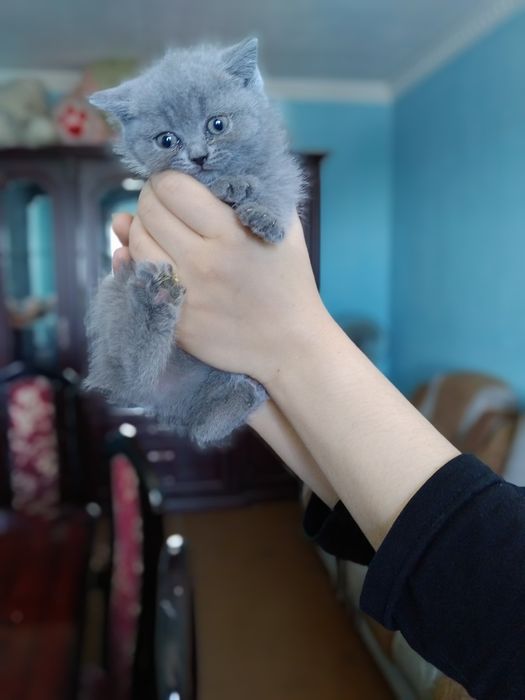 Чистокровные котята