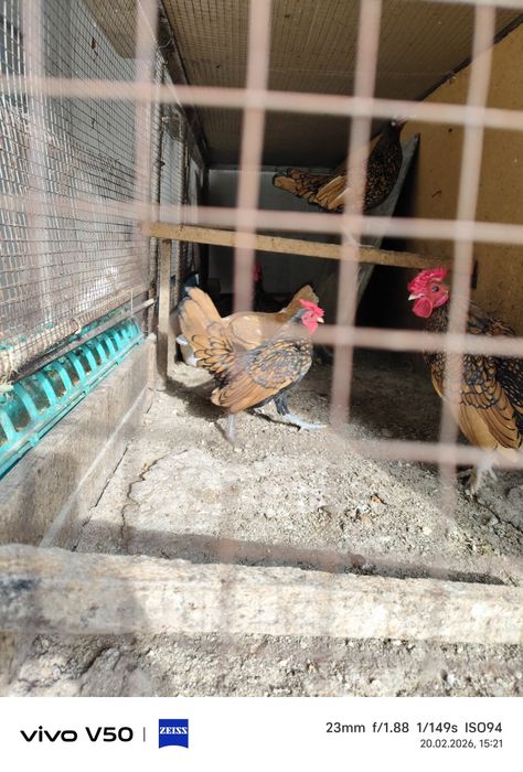 Япон хуроз сотилади тоза донаси 150 мингдан