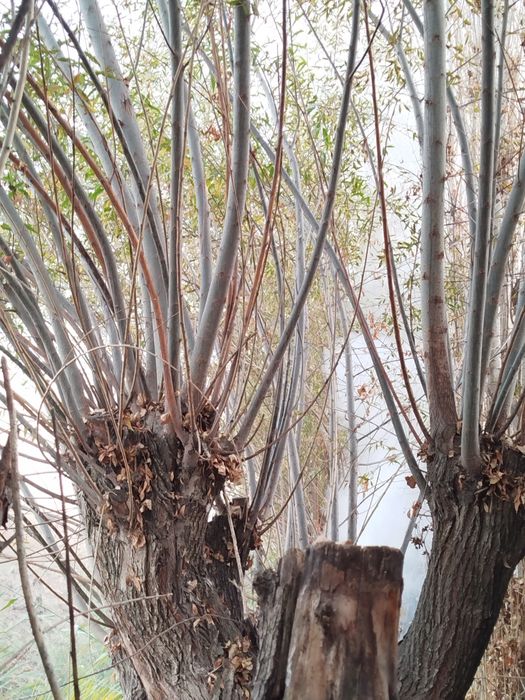 Толлар бор сотилади