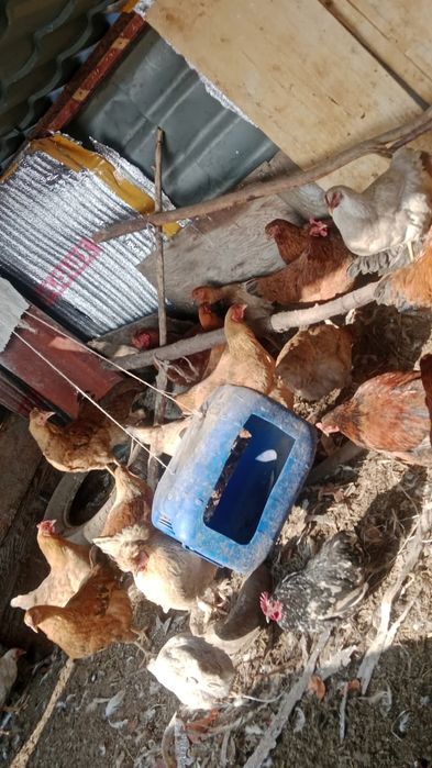 Куры продам 40-50 штук