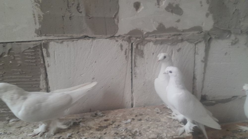 Голуби такла все голубки