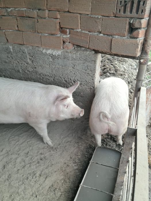 Продавам прасета.