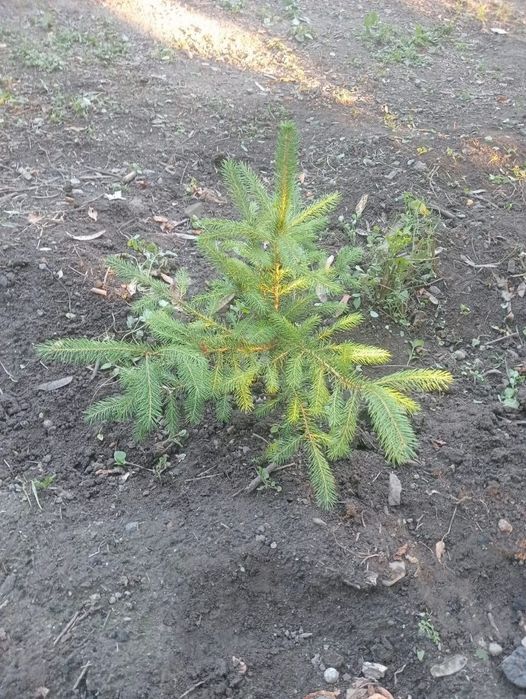 Продам саженцы елочек