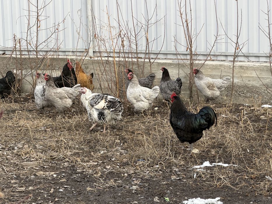 Петух джерсиский гигант