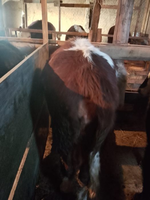 Продаю жирных телок