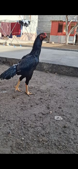 Дакан, бойцов...