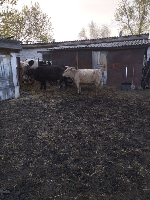 Продам бычков годовалых