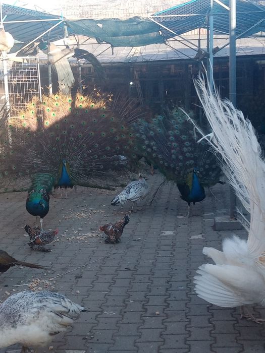 Vand pauni si fazani