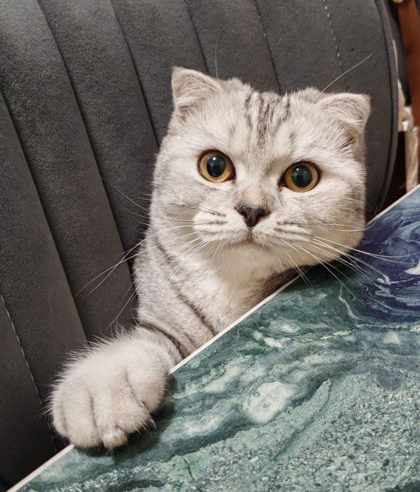 Scottish Fold zotli mushuk sotiladi
