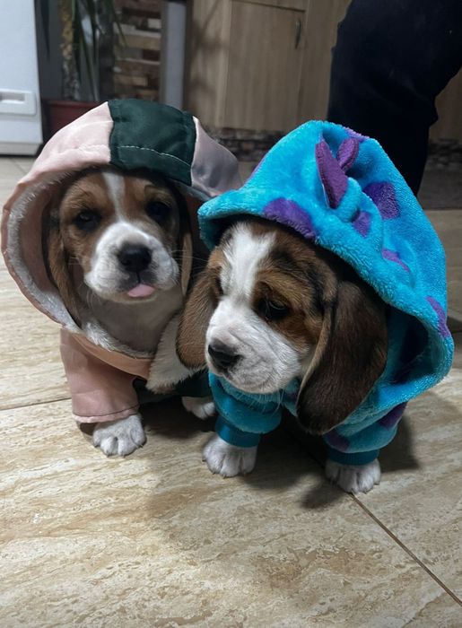 Doi căței rasa beagle își caută familie