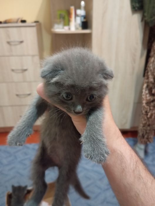Отдам котят даром