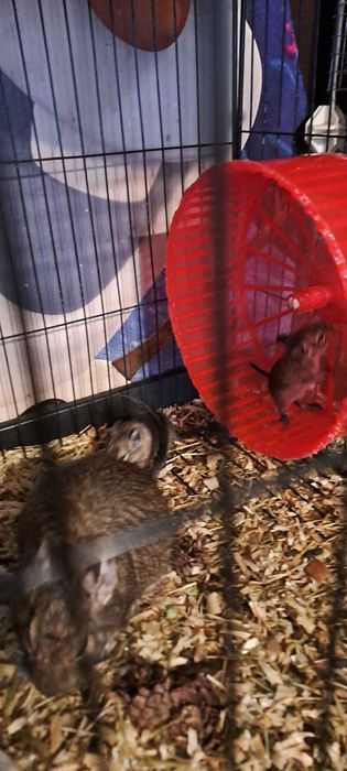 Veverite degu diferite varste