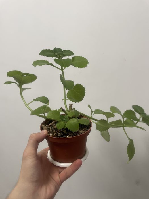 Цветы мята недорого