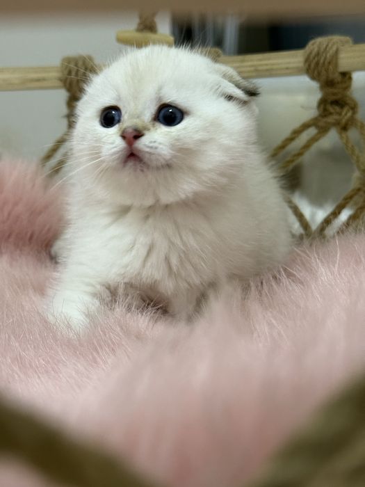 Шотландский вислоухий котенок!
