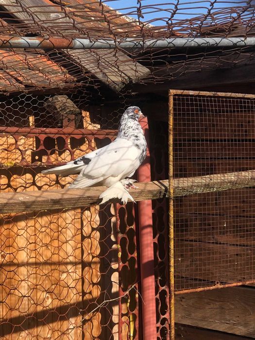 Vand porumbei de ornament !!!