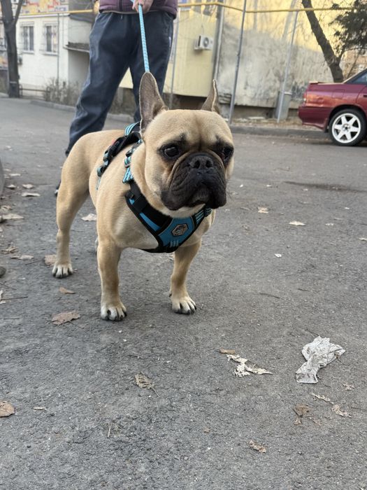 Собака француский бульдог