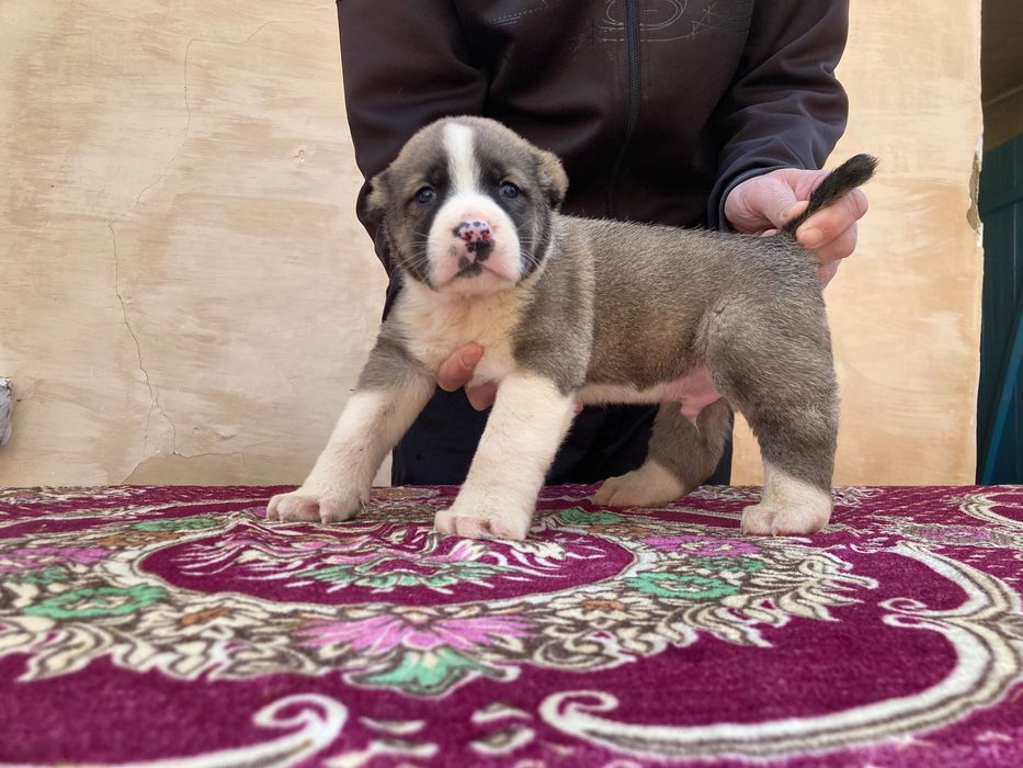 Щенок Алабая ( Туркменский )