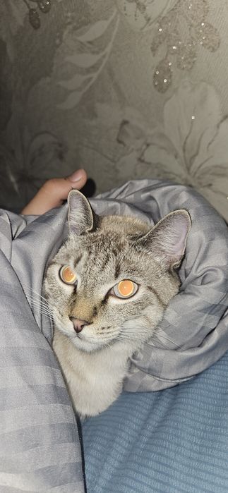Отдам котёнка бесплатно в добрые руки
