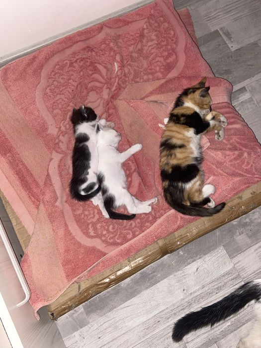 Милые котята в добрые руки