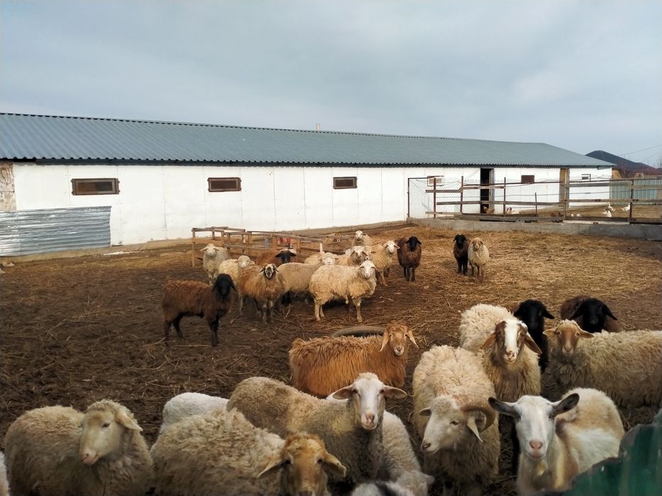 Продам баранов кой сатылады