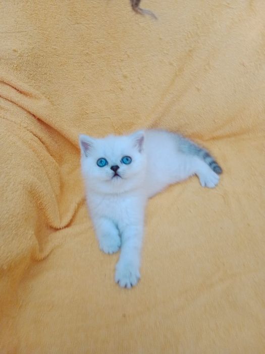 Кошечки  ШотландСкие '