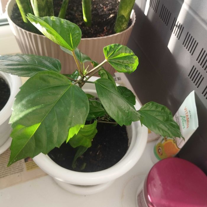 Продам домашние цветы