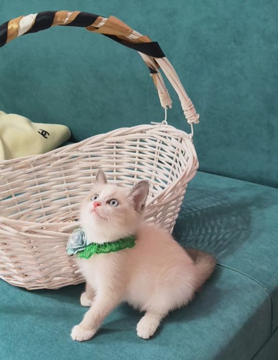 Девочка 2 месяца