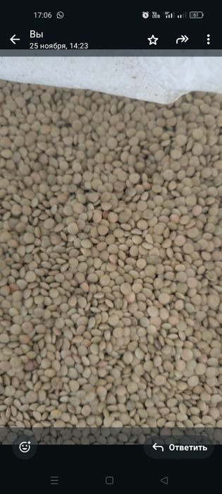 Чечевитса зелёный