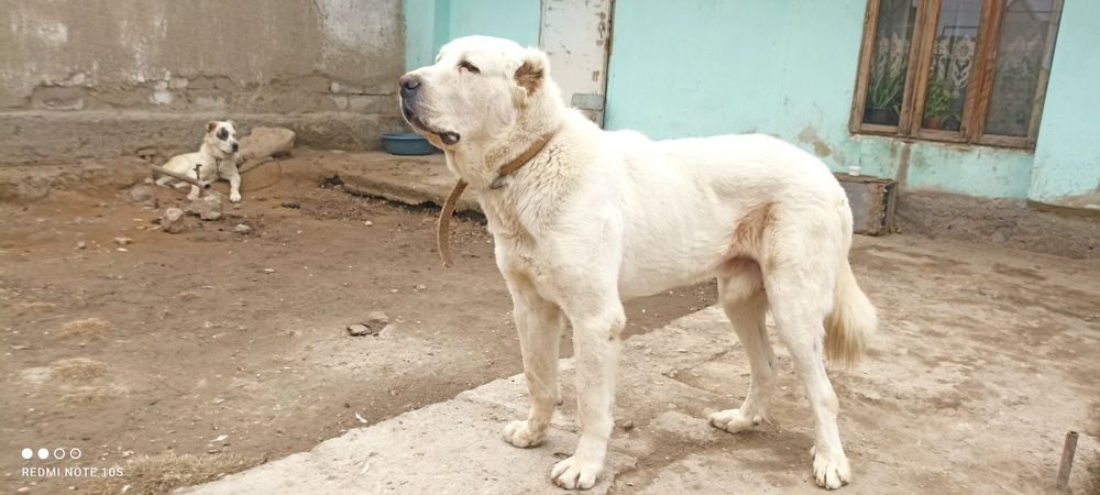Алабай эркак модага ку́шиб хам берилади.