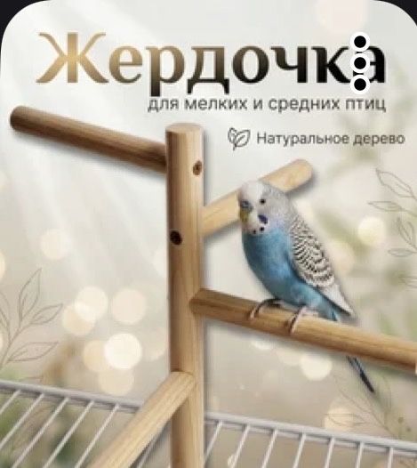 Попугай девочка со всем что надо