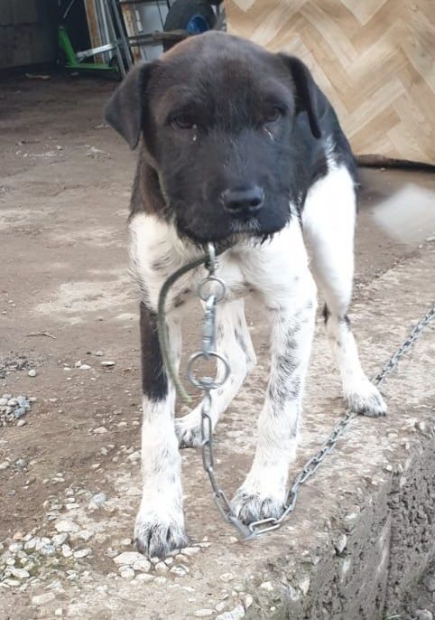 Собака в хорошие руки