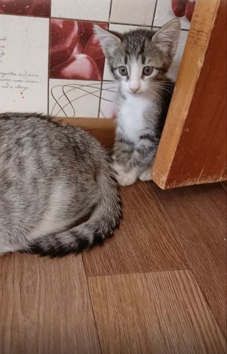 Котенок в добрые руки