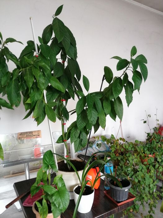 Авокадо, Фикус и прочие Комнатные растения