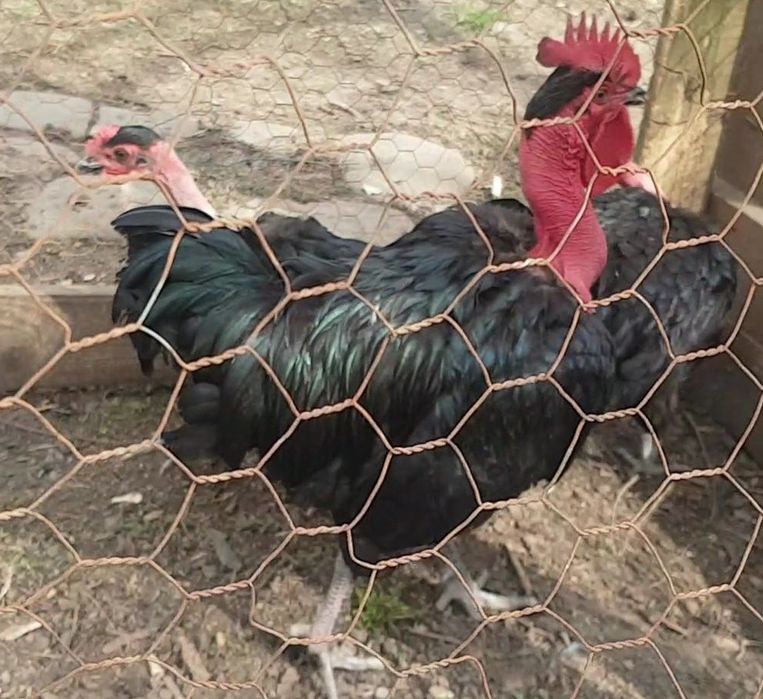 Cocos Gat Golas de Transilvania